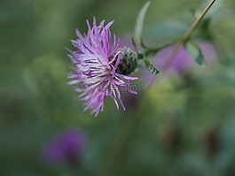 花,紫,浪漫