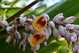 花卉,黃色,綠色