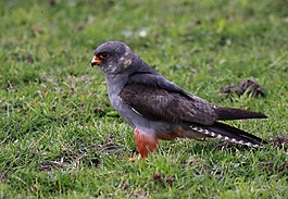 野生,鳥,獵鷹