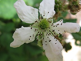 黑莓手機(jī),開花,宏