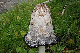 蘑菇,無味,性質(zhì)