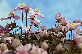 常春藤,鮮花,性質(zhì)