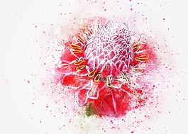 花,異國(guó)情調(diào),粉紅色