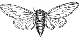 蛾,動(dòng)物,昆蟲