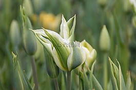 鮮花,郁金香,春天