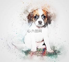 狗,動(dòng)物,坐