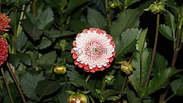 花卉,花園,家