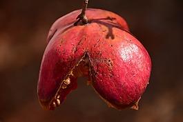 石榴,秋季,紅色