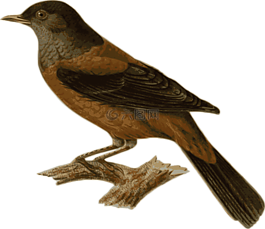 鳥,動(dòng)物,坐