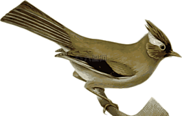 鳥,動物,坐
