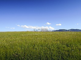 草甸,山,自然