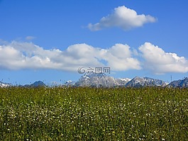 草甸,山,景觀