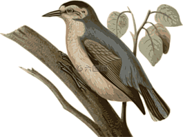鳥,羽毛,動(dòng)物