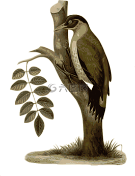 鳥,羽毛,動物