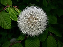蒲公英,叶,绿色