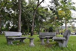 森林,大學,宇宙
