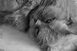 猫,英国耳猫,汉兰达