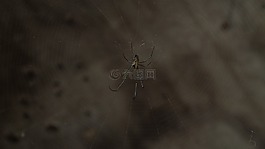 蜘蛛,蛛網(wǎng),網(wǎng)絡(luò)