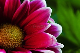 菊花,花,花的