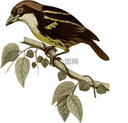 鳥,羽毛,動物