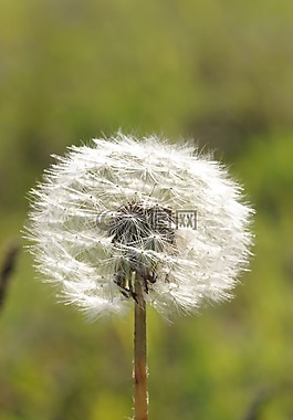 蒲公英,夏季,花卉