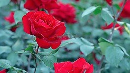 花,自然,植物區(qū)系