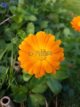 花,自然,綠色