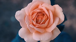 花,玫瑰,自然