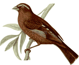 鳥,羽毛,動(dòng)物