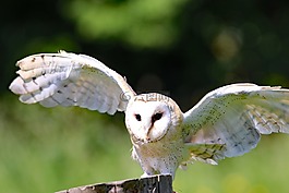 谷倉貓頭鷹,貓頭鷹,鳥