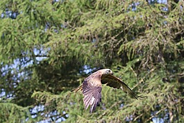 風(fēng)箏,鳥,猛禽