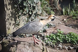 淺黃色頸宜必思,朱鷺,鳥