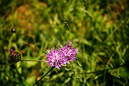 蜜蜂,花,開花
