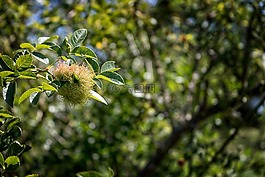 玫瑰果,開花,廠