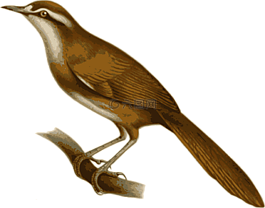 鳥(niǎo),羽毛,動(dòng)物