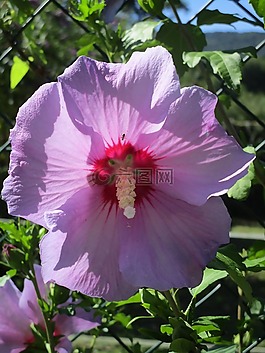 芙蓉,開花,粉紅色