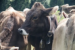 奶牛,牧場(chǎng),牛