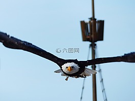白色头,阿德勒,拉尔斯维克