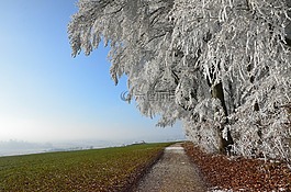 雪,冬天,景觀