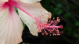 槿,雌蕊,花