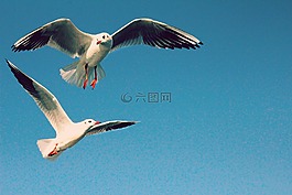 鳥,天空,藍(lán)色