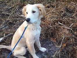 狗,金毛獵犬,可愛