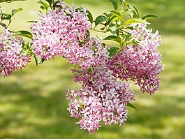鮮花,丁香,性質(zhì)