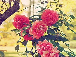 鲜花,牡丹,粉色