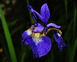 花,鸢尾花,蓝色
