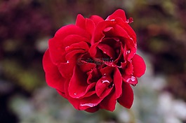 玫瑰,開花,紅色