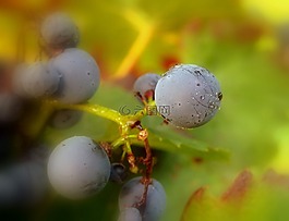 葡萄,性質(zhì),紫