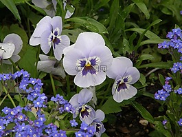 花,開花,花的