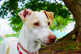 狗,動物,小狗