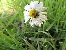 雛菊,花,性質(zhì)